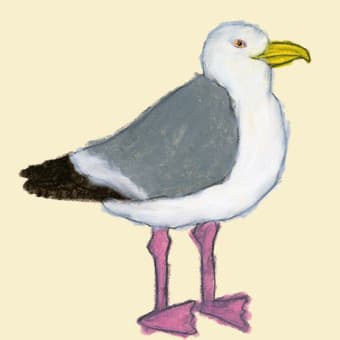 Yusuke Yonezu Seagull